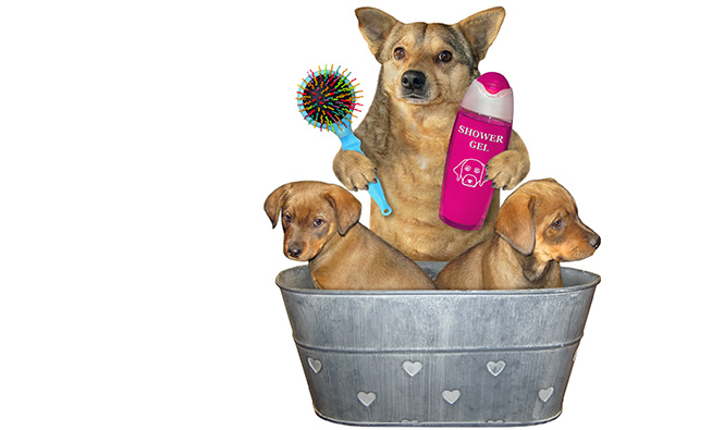 Psy w wanience z szamponem i szczotką