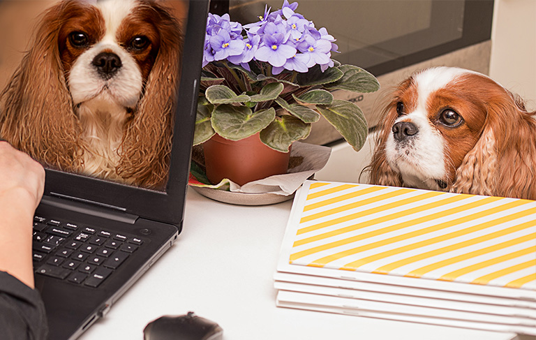 Pies obok laptopa